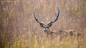 Chital, Bandhavgarh National Park, Madhya Pradesh