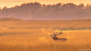 Red deer stag in De Hoge Veluwe National Park, Netherlands