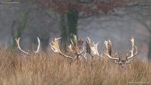 Cerfs cachés dans la forêt
