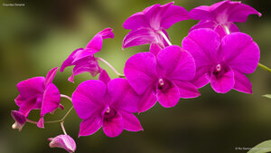 Orquídea Denphal