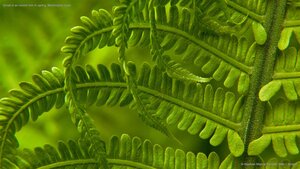 Detail of an ostrich fern in spring, Washington state
