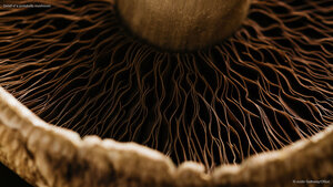 Detail of a portobello mushroom