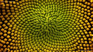 Detail of the inside of a sunflower
