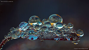 Dew on the leaf of a smoke tree