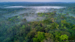 Névoa sobre a copa da Floresta Amazônica