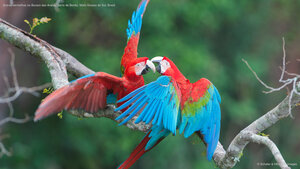 Araras-vermelhas no Buraco das Araras, perto de Bonito, Mato Grosso do Sul, Brasil