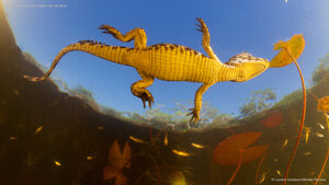 Jacaré (Caiman yacare) bebê visto de baixo