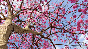 Vista de baixo ângulo de uma árvore com flores cor-de-rosa contra o céu, Distrito Federal