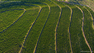 Imagem aérea de uma plantação de café, Brasil