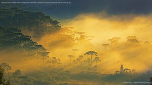 Pinheiros de araucária em um amanhecer enevoado, paisagem próxima a Gramado, Rio Grande do Sul