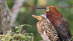 Garça-tigre-ruiva (Tigrisoma lineatum) adulta e filhote no ninho, Mato Grosso, Pantanal