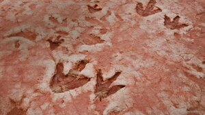 Dinosaur tracks from the Jurassic Period found near Tuba City, Arizona, in the Navajo Nation