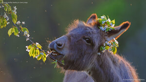 Domestic donkey feeding on cherry twigs