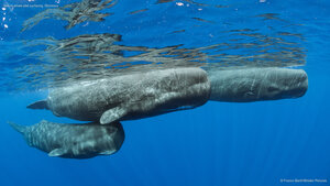 Sperm whale pod surfacing, Dominica