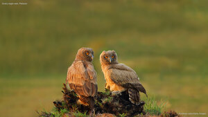 Dusky eagle-owls, Pakistan