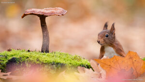 Eurasian red squirrel