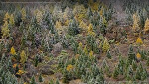 Early morning frost on trees in Mount Siguniang National Park in Sichuan province, China