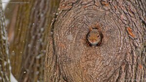 Eastern gray squirrel peeking out of its den