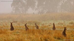 Eastern grey kangaroos in Australia’s Kosciuszko National Park