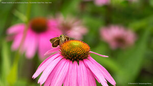 Skipper butterfly on an Echinacea flower, Rockefeller State Park, New York