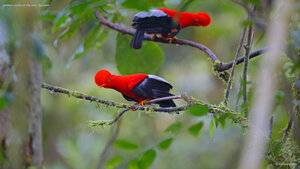 Andean cocks-of-the-rock, Ecuador