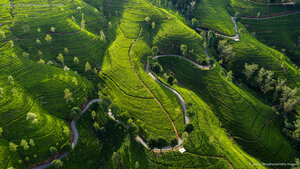 Edinburgh Tea Estate, Nuwara Eliya, Sri Lanka