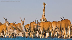 Eland antelope and giraffe at Etosha National Park, Namibia