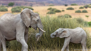 Desert elephant with calf feeding on tall grass, Namibia