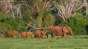 Elefantes africanos no Parque Nacional Tsavo East, Quênia