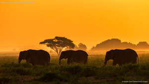 Elephant family in Amboseli National Park, Kenya