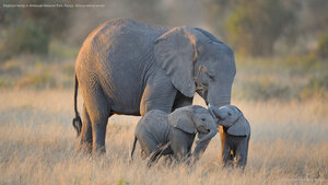 Elephant family in Amboseli National Park, Kenya, Strong sibling bonds