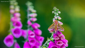 Elephant hawk-moth on foxglove flower