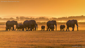African elephants, Amboseli National Park, Kenya
