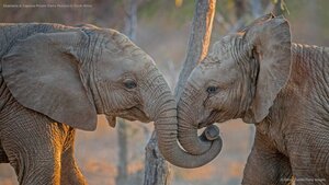 Elephants at Kapama Private Game Reserve in South Africa