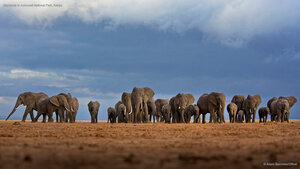 Elephants in Amboseli National Park, Kenya