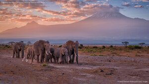 Elephants near Mount Kilimanjaro, Amboseli National Park, Kenya