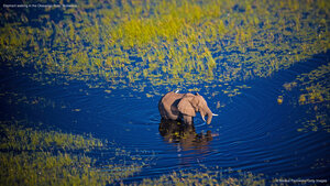 Elephant walking in the Okavango River, Botswana