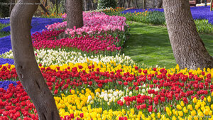Tulips at Emirgan Park in Istanbul, Türkiye