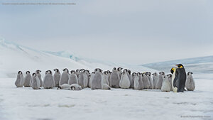 Emperor penguin adults and chicks at the Snow Hill Island rookery, Antarctica