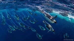Emperor penguins in the Ross Sea, Antarctica