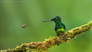 Empress brilliant hummingbird and a bee in Colombia