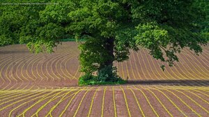 English oak tree in a cultivated field in Monmouthshire, Wales