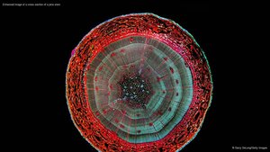 Enhanced image of a cross section of a pine stem