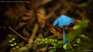 Entoloma hochstetteri mushroom at Lake Mahinapua, New Zealand
