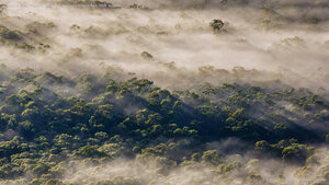 Eucalyptus trees, Megalong Valley, Blue Mountains National Park, NSW, Australia