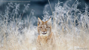 Eurasian lynx in the Bohemian-Moravian Highlands of the Czech Republic