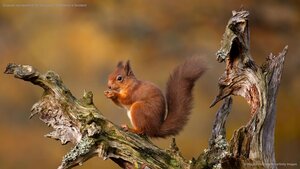 Eurasian red squirrel in the Cairngorms, Highlands of Scotland
