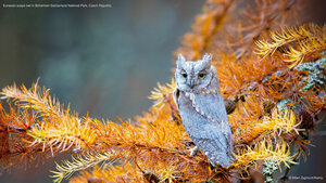 Eurasian scops owl in Bohemian Switzerland National Park, Czech Republic