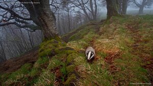 European badger foraging in the Black Forest, Germany