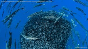 European barracuda and bluefish circling a bait ball of Atlantic horse mackerel off the shore of the Formigas Islets, Azores, Portugal